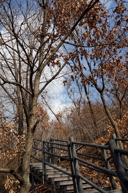 나무,자연,산,숲,산책로,계절,난간,가지,겨울,겨울산,활엽수,빈가지,나뭇가지,하늘배경,하늘,식물,마른잎,분위기,감성,겨울나무,쓸쓸함,외로움,고요,풍경,자연,풍경,nature,landscape,handrail,banister,railing
