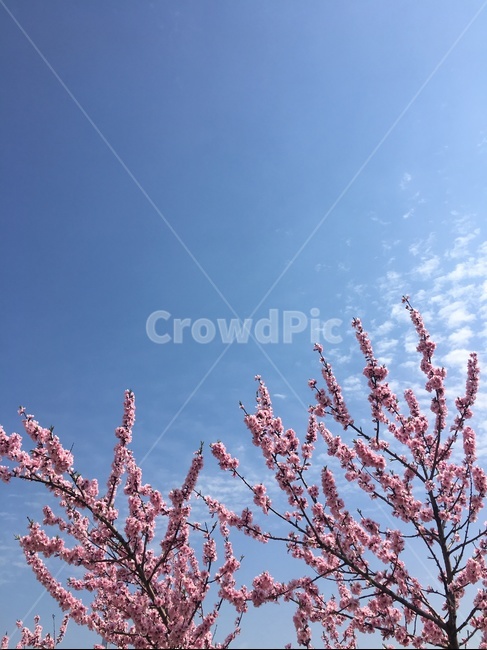 벚꽃,꽃,풍경,봄,하늘,핑크,flower,구름,sky,spring,봄,계절,spring,season,plant,식물