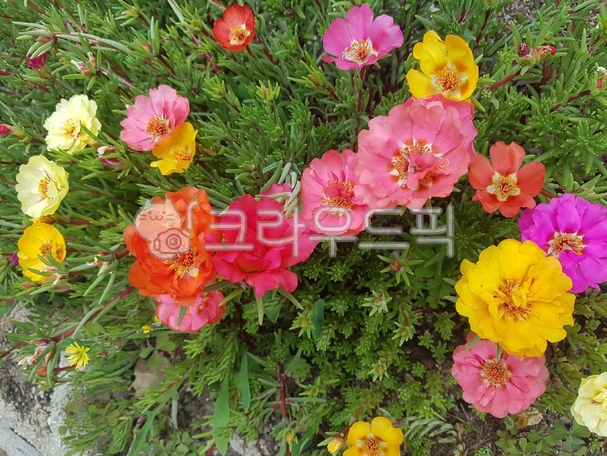 꽃,알록달록,배경,들꽃,식물