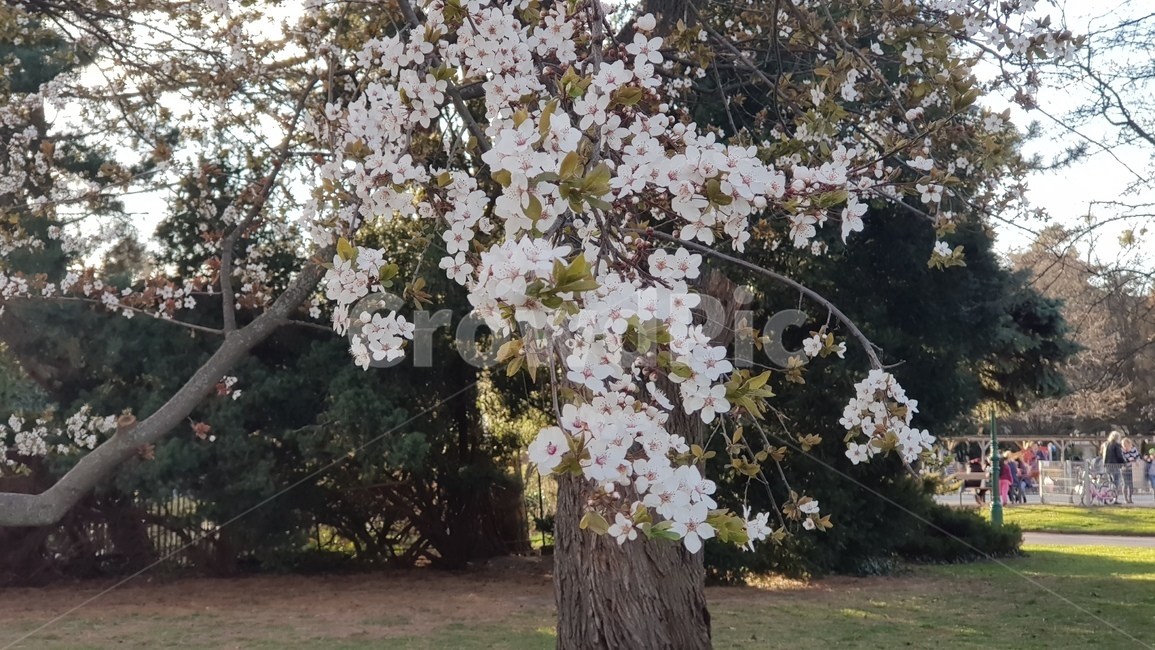 plant,식물,꽃,나무,blossom