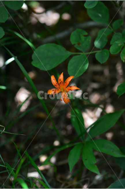 말나리,야생화,식물,자연,꽃,생태,힐링,플라워,wildflower,flower,plants,nature,season,감성,느낌,emotion,feeling,여름,여러해살이풀,산형과,백합과,백합속,주황색,식물,자연,plants,nature,꽃,flower