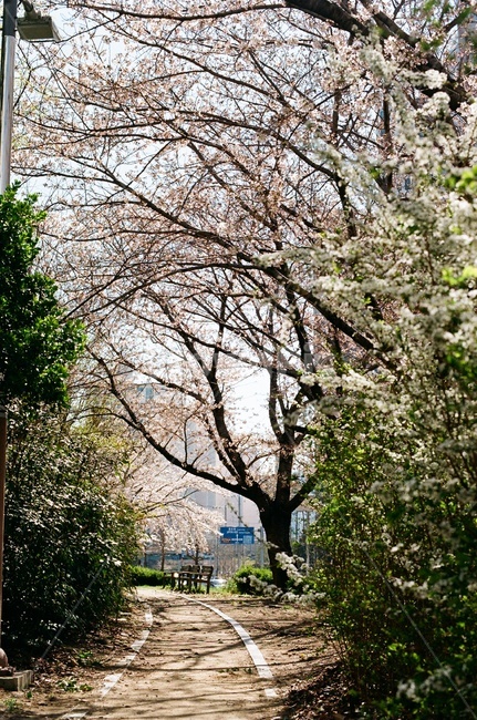 필름사진,filmphotography,필름,길,벚꽃길,봄,따스한,포근한,계절,season,warm,cozy,spring,나무,tree,꽃길