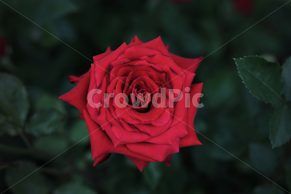 장미,장미꽃,장미축제,꽃,꽃축제,붉은장미,식물,flower,rose,red,빨강,강렬함,색,색감,빨간색,빨강색