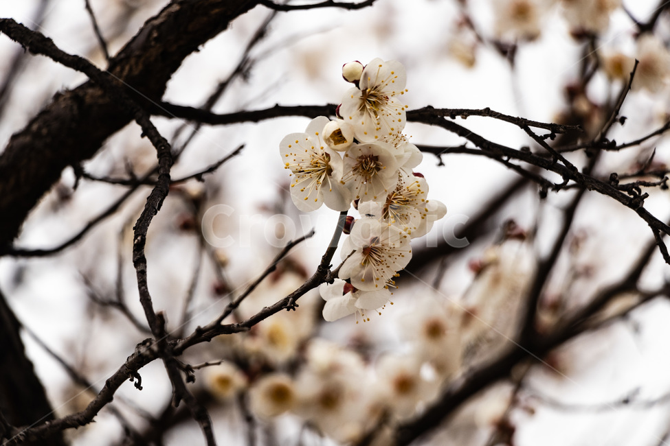 매화,매화꽃,매실꽃,백매화,흰매화,봄,계절,spring,season,식물,자연,plants,nature,꽃,flower,plant,blossom