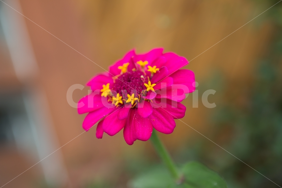 풍경,꽃,백일홍,꽃속의꽃,거리,식물,자연,plants,nature,꽃,flower