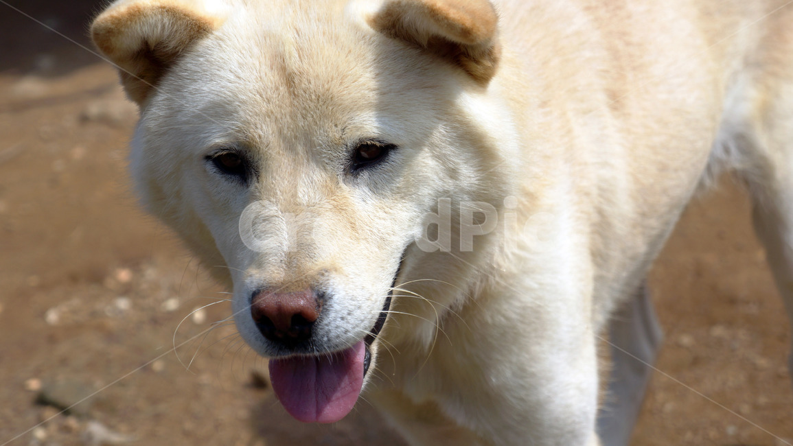 강아지,개,dog,귀여운,댕댕이,똥개,멍멍이,진돗개,동물,animal,포유류,mammal,개,강아지,dog,doggy