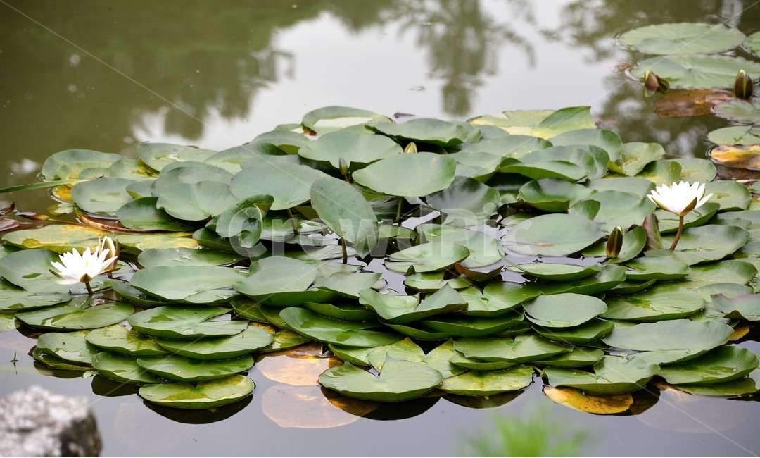 연잎,연꽃,연못,자연,식물,식물,자연,plants,nature