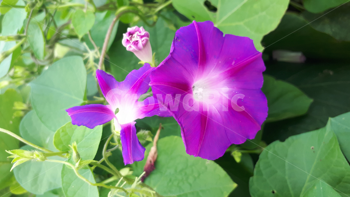 식물,꽃,나팔꽃,잎,줄기,자주색,근접,꽃봉오리,녹색,plants,flowers,Morningglory,Leaf,Stem,Purple,bud,green,식물,자연,plants,nature,꽃,flower