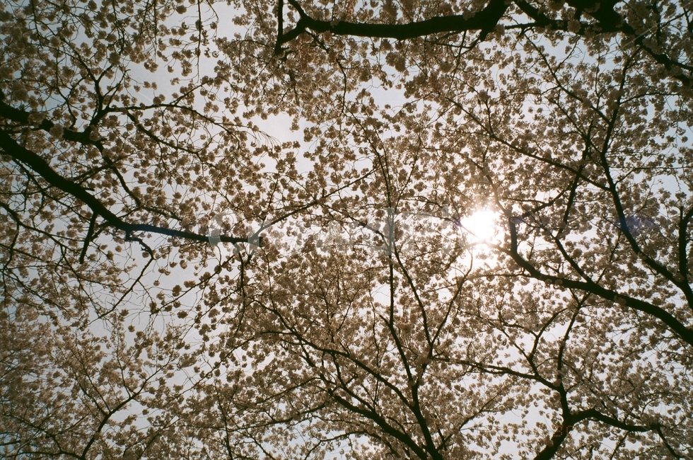 벚꽃,봄,벚꽃엔딩,행복함,하늘보기,벚꽃하늘,벚꽃눈,꽃놀이,봄,계절,spring,season,자연,풍경,nature,landscape,light,빛,flare,플레어,plant,식물,tree,나무