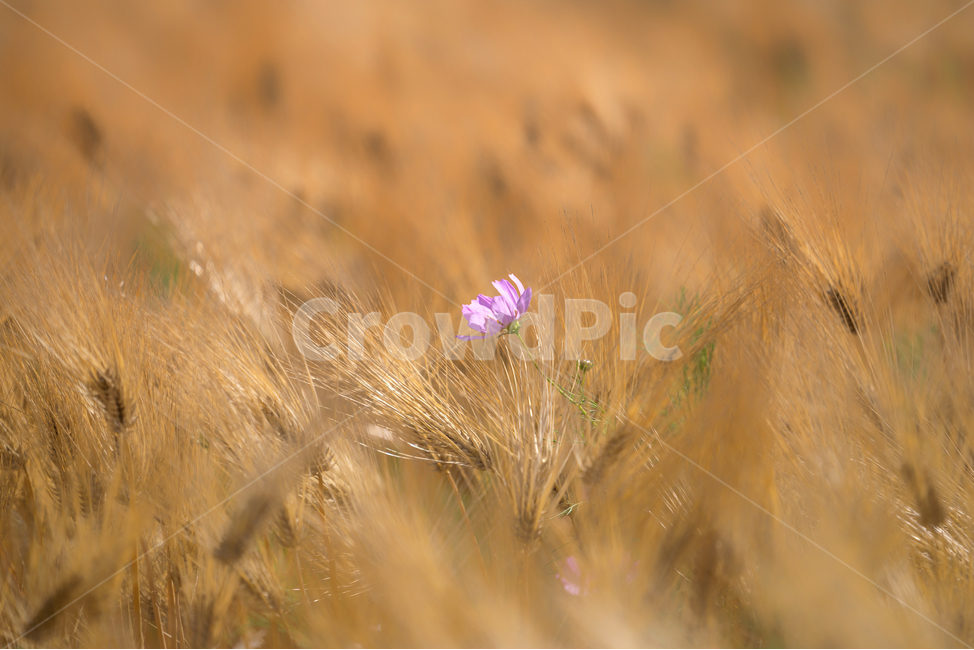 자연,풍경,꽃,감성,보리,코스모스,식물,자연,plants,nature,꽃,flower