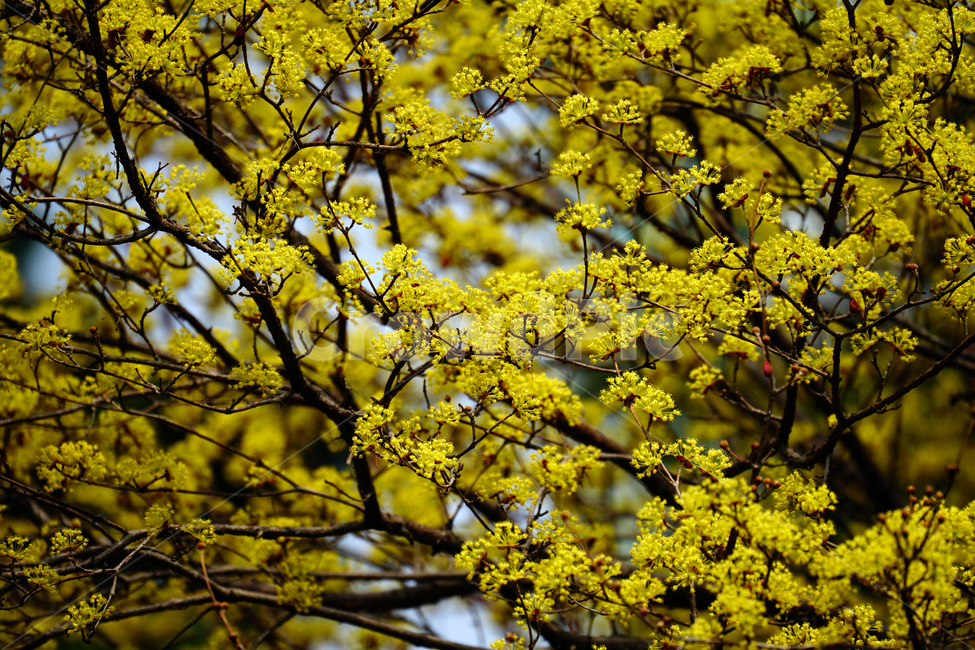 산수유,봄꽃,한국자연,꽃,꽃사진,플라워,flower,봄,spring,식물,plants,자연,nature,풍경,landscape,계절,season,snap,스냅,접사,macro,closeup,클로즈업,감성사진,감성,힐링,healing,느낌,feel,feeling,꽃밭,화단,나무,나뭇가지,tree,꽃봉오리,4월,April,봄,계절,spring,season,식물,자연,plants,nature,꽃,flower,plant