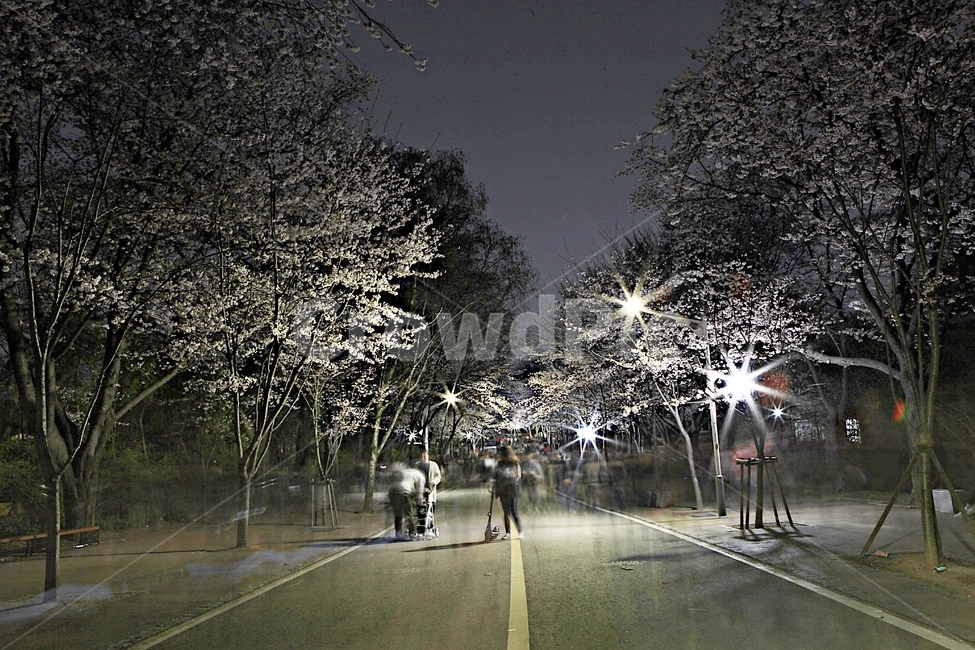 벗꽃,야간벗꽃길,인천대공원,꽃,조명,풍경,자연,배경