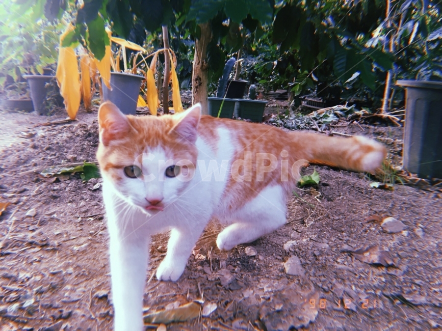 고양이,필름,film,애완동물,동물,cat,야옹,무늬,생동감,얼룩무늬,캣츠아이,혓바닥,꾹꾹이,귀,동물,animal,포유류,mammal,고양이,cat,kitten,kitty