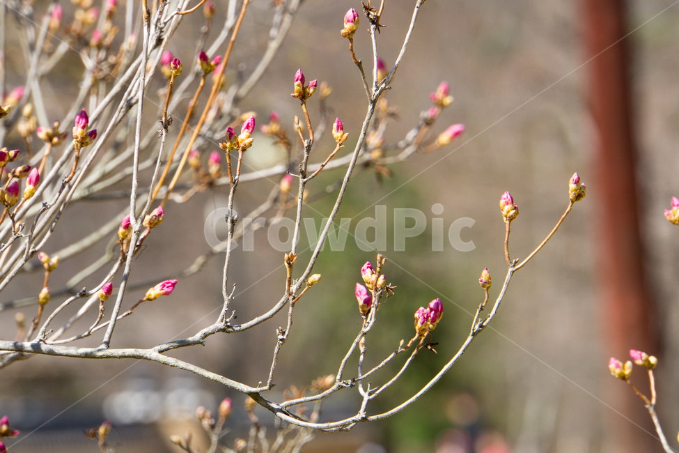 꽃,봄,분홍색,나무,근접촬영,봄,계절,spring,season,식물,자연,plants,nature,꽃,flower,plant,sprout,새싹,bud,싹,blossom