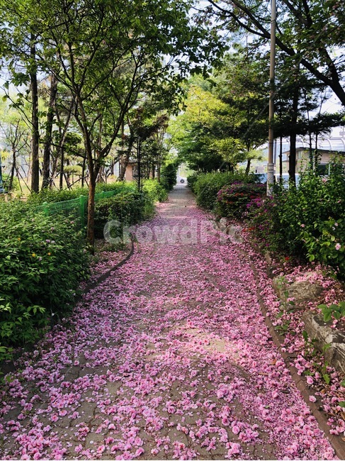 봄,꽃길,가로수,낙화,초여름