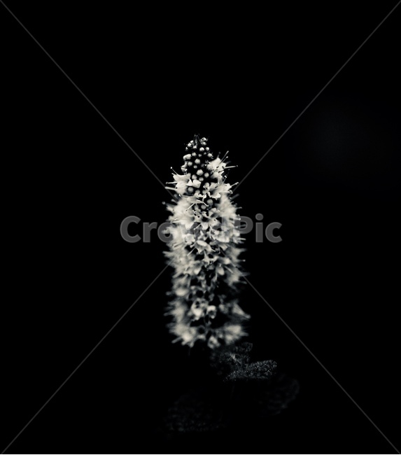 꽃,접사,허브꽃,흑백,민트꽃,식물,자연,plants,nature,꽃,flower,흑백,모노톤,monochrome,black and white
