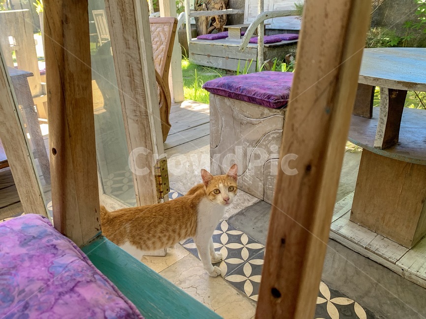 나무,고양이,동물,길고양이,자연