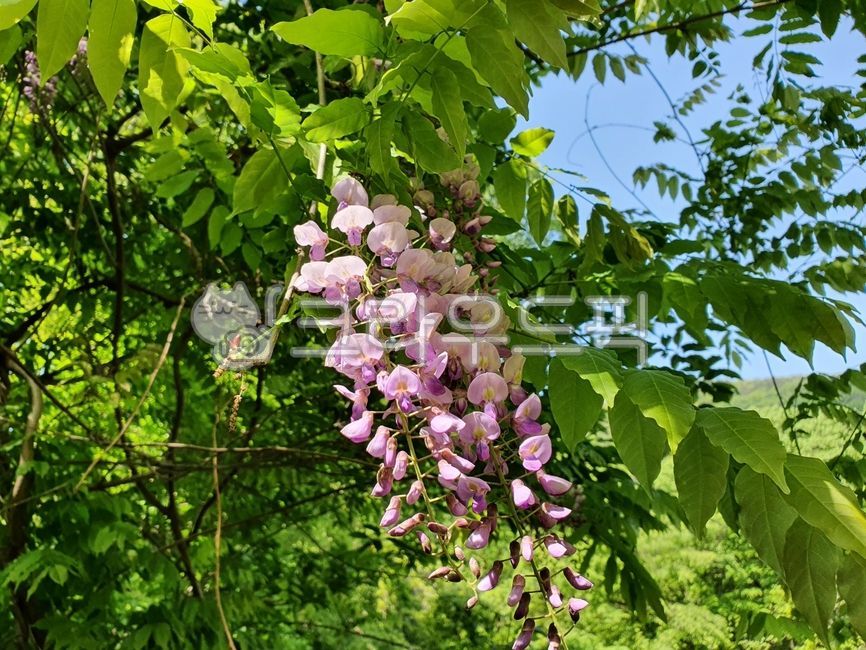 plant,식물,등나무꽃,등나무,꽃,blossom