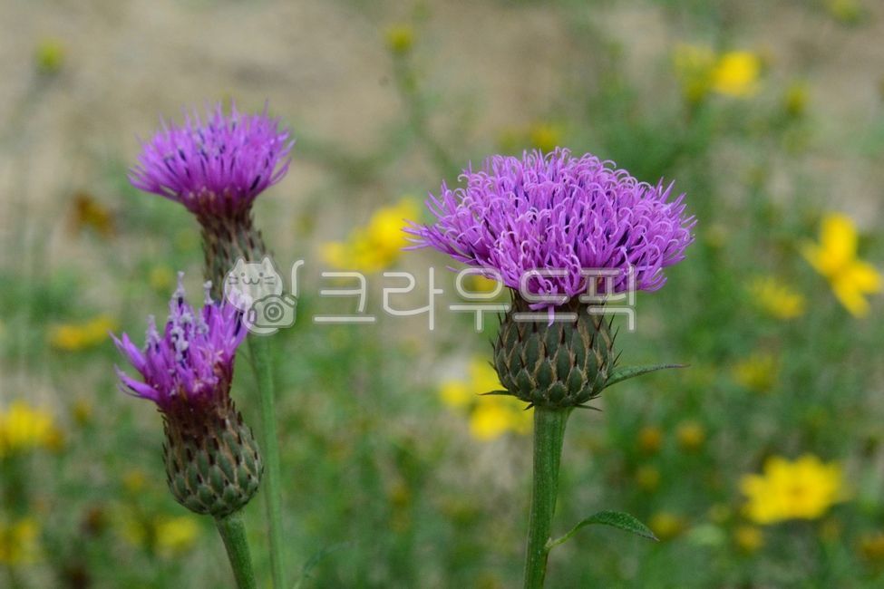 조뱅이,꽃,꽃잎,잎,줄기,식물,여름