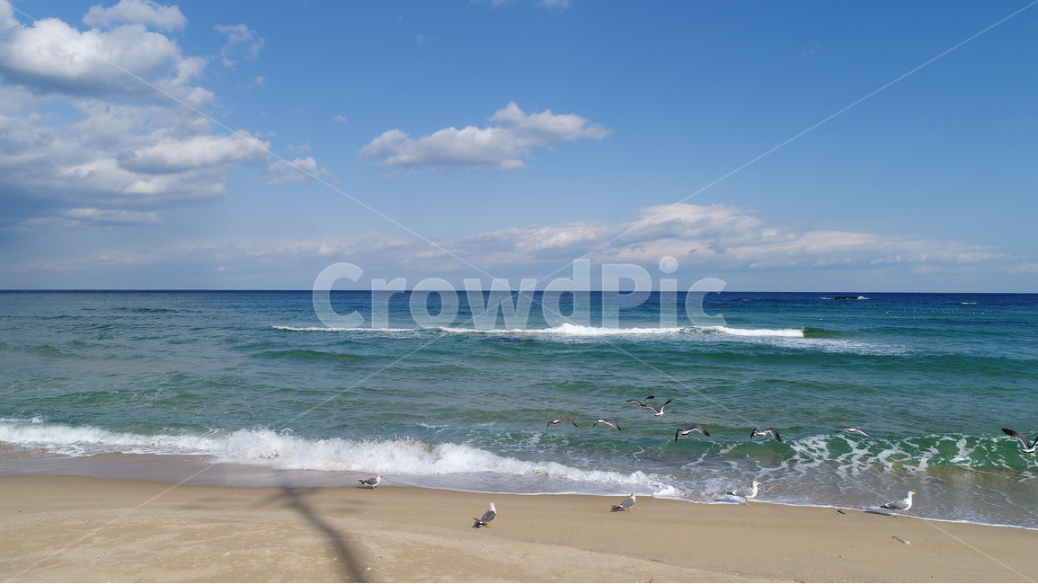 바다,갈매기,파도,sea,seagull,seagulls,해변,백사장,동해,수평선,하늘,seaside,beach,sand,sandbeach,자연,풍경,nature,landscape,해변,바다,beach,sea,동물,animal,조류,새,birds,outdoors,옥외,water,물,ocean,대양,shoreline,해안선