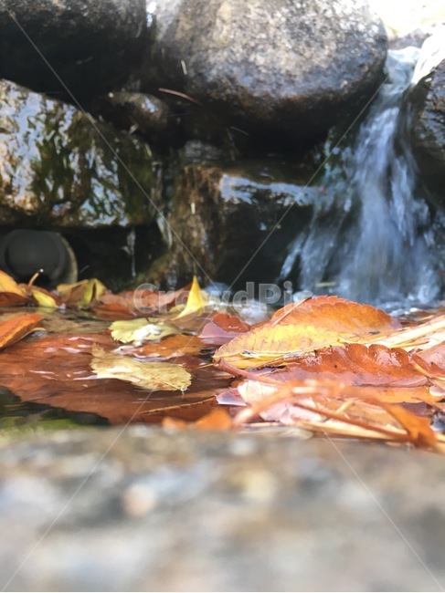 가을,감성,계절,계곡,낙엽,가을,계절,fall,autumn,season,leaf,잎,plant,식물,water,물,tree,나무,outdoors,옥외