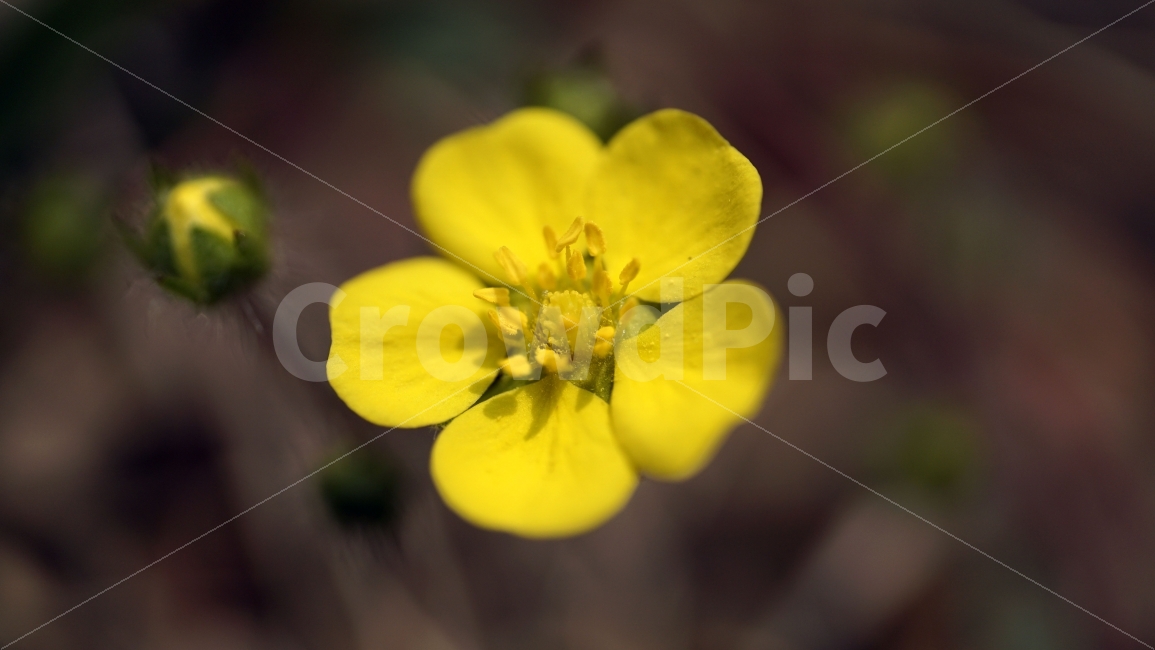 봄,꽃,플라워,spring,flower,봄꽃,식물,자연,이파리,풀,산,산속,산길,산책,산보,4월,화단,꽃밭,nature,april,환경,꽃잎,노란꽃,노랑꽃,꽃이피다,꽃이피었다,꽃사진,애기똥풀,벌,꿀벌,일벌,말벌,곤충,bee,insect,벌레,꽃봉오리,식물,자연,plants,nature,봄,계절,spring,season,꽃,flower,plant,blossom,geranium,제라늄