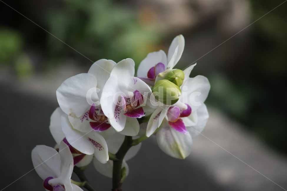 호접란,팔레놉시스,꽃,식물,phaelenopsis,식물,자연,plants,nature,꽃,flower