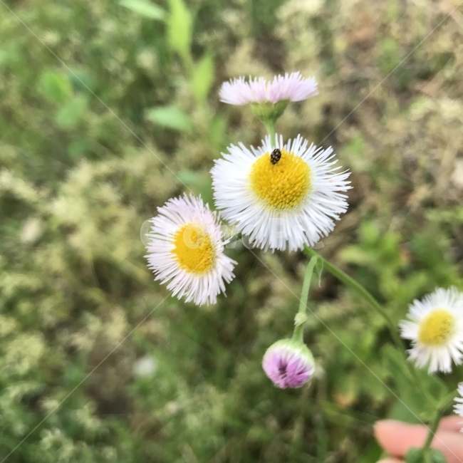 봄망초,대구망초,춘망초,들풀,야생화,국화과,개망초속,두해살이풀,ErigeronphiladelphicusL,연분홍꽃,우산모양꽃,식물,꽃,Flower,식물,자연,plants,nature,꽃,flower