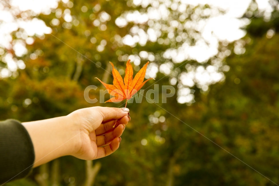 단풍잎,단풍,가을,가을사진,자연,감성,감성사진,가을,계절,fall,autumn,season,식물,자연,plants,nature,감성,sensible,feeling,leaf,잎,plant,tree,나무