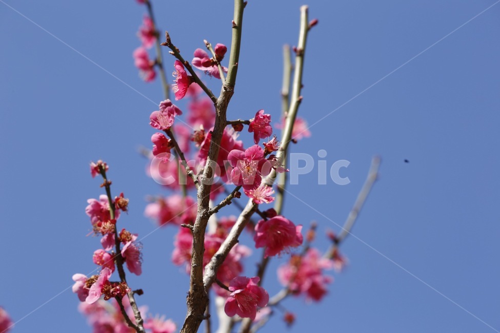 자연풍경,봄,홍매화,하늘,나무,flower,봄,계절,spring,season,식물,자연,plants,nature,꽃,flower,plant,blossom