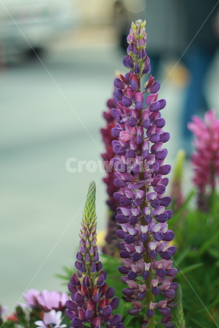 꽃,봄꽃,식물,flower,plants,봄,계절,spring,season,식물,자연,plants,nature,꽃,flower,blossom,plant