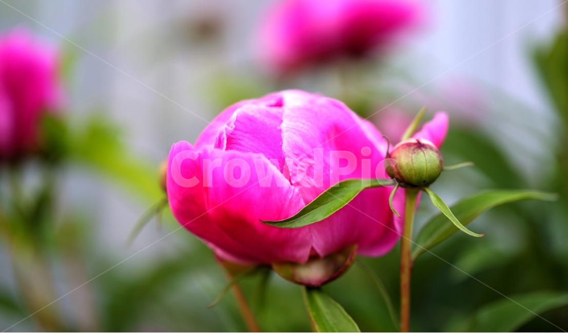 작약꽃,동강,연포마을,연포가게,칠족령,식물,자연,plants,nature,꽃,flower