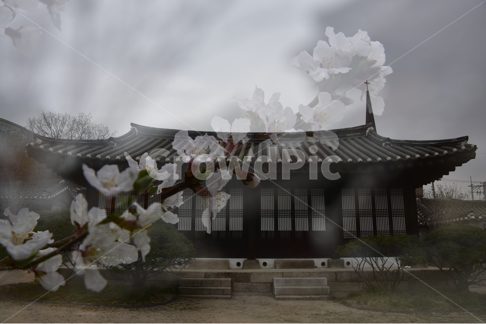 한옥,매화,전통의멋,감성,풍경,양반,고궁,사대부,한국전통,한국문화,korean traditional,korean culture,건축물,건물외관,exterior,building,structure,architecture,construction