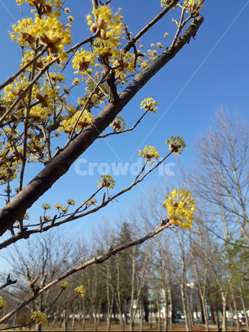 산수유,plant,식물,꽃,산수유꽃