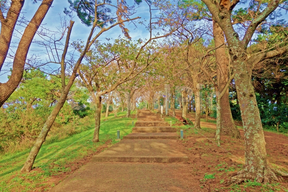 제주도,사라봉오름,오르막,산책로,나무,오르막길,길,사라봉,오름,산,등산,등반,산책,제주,제주도여행,제주여행,여행,자연,풍경,경치,아름다운,전망,그림,같은,뷰,계단,흰,구름,하늘,푸른,자연,풍경,nature,landscape,식물,plants,나무,trees,wood,tree,plant,tree trunk,나무 줄기
