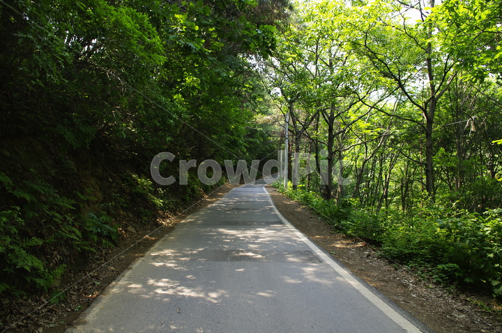 초록,길,나무,식물,plant,자연,nature,숲,빛,자연,풍경,nature,landscape,road,도로,asphalt,아스팔트