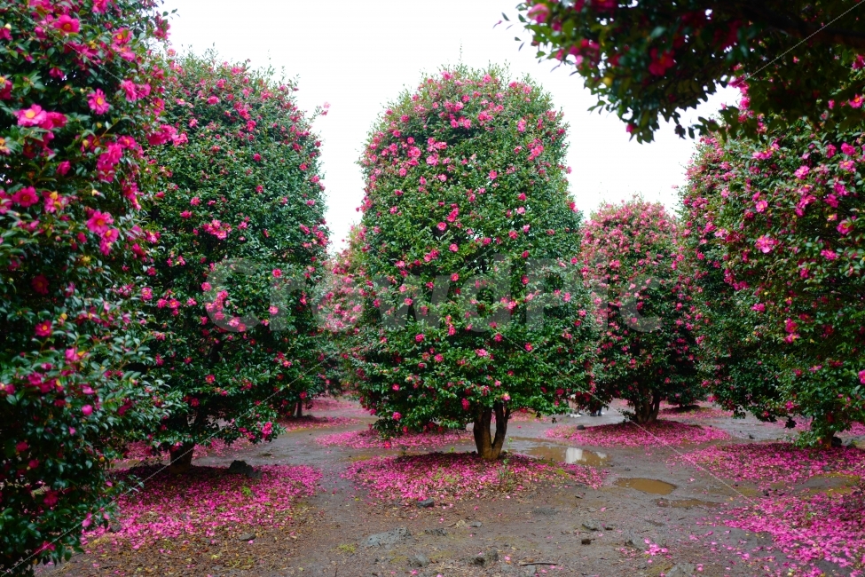동백꽃,꽃나무,꽃,꽃잎,동백나무,식물,자연,plants,nature,꽃,flower,나무,trees,wood