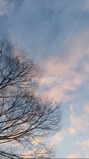 하늘,구름,나무,아침,감성,자연,자연,풍경,nature,landscape