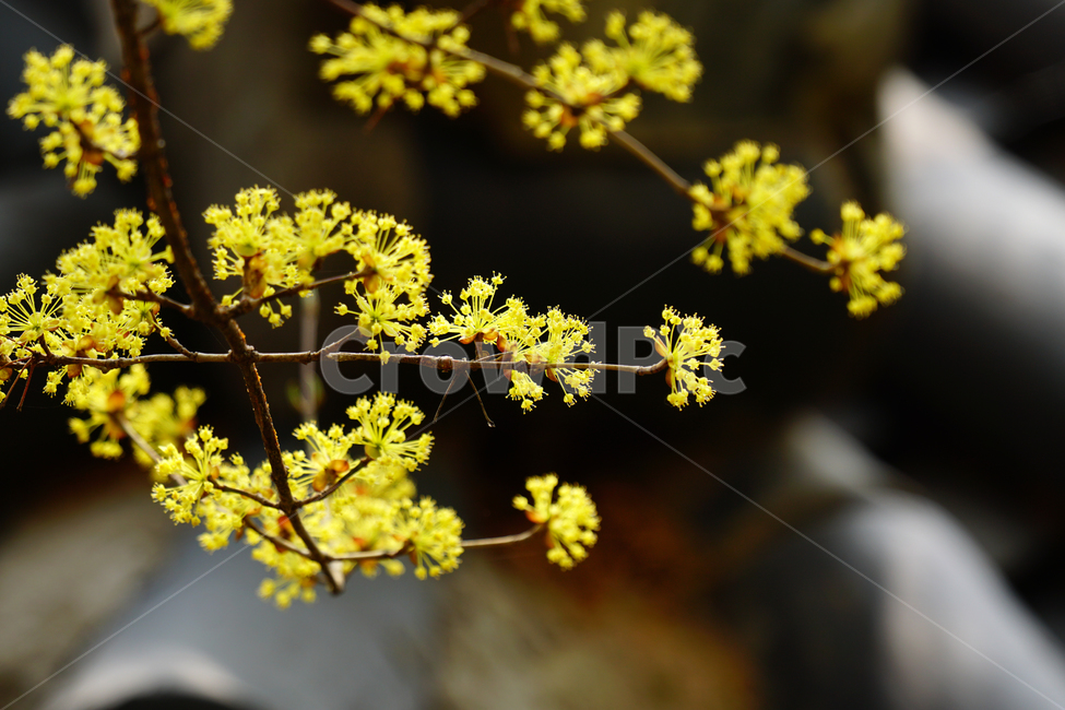 산수유,봄꽃,한국자연,꽃,꽃사진,플라워,flower,봄,spring,식물,plants,자연,nature,풍경,landscape,계절,season,snap,스냅,접사,macro,closeup,클로즈업,감성사진,감성,힐링,healing,느낌,feel,feeling,꽃밭,화단,나무,나뭇가지,tree,꽃봉오리,4월,April,한옥,지붕,봄,계절,spring,season,식물,자연,plants,nature,꽃,flower,plant