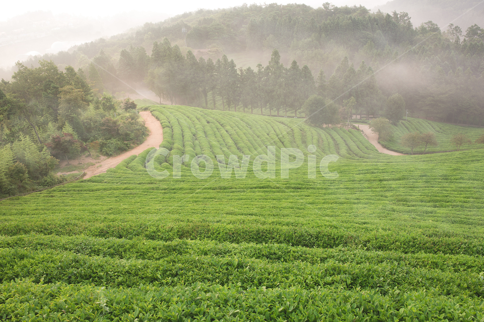 morning in green tea field,Boseong Tea Garden,morning tea garden,Boseong Green Tea Field,green tea field,green tea,Morning of Tea Garden,Sunrise,Boseong Green Tea,Its foggy,Fog