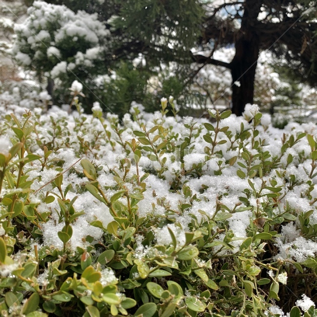 식물,꽃,plant,flower,blossom,눈,snow