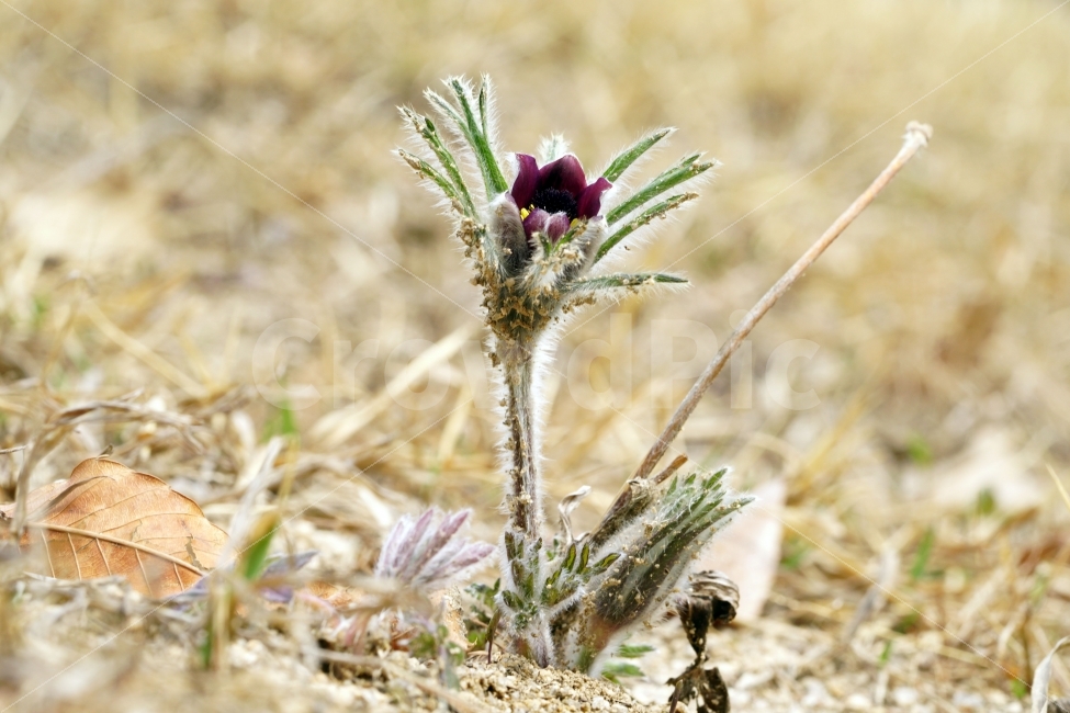 할미꽃,꽃,플라워,봄,자연,식물,flower,spring,nature,접사,macro,클로즈업,closeup,tree,숲,숲속,산림,삼림,조경,plants,봄꽃,감성,힐링,풍경,landscape,식물,자연,plants,nature,꽃,flower