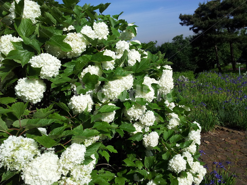 plant,식물,꽃,flower,bush,vegetation,초목,봄,나들이,구름,하늘