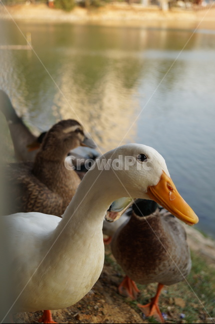 오리,흰색오리,부리,호수,하얀오리,노란,동물,animal,조류,새,birds