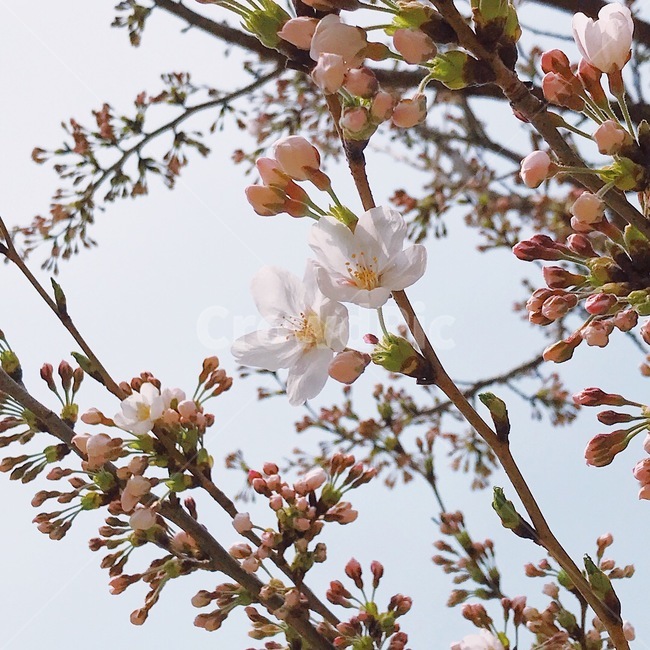 벚꽃,꽃송이,나무,꽃,하늘,봄,봄사진,사진,봄,계절,spring,season,식물,자연,plants,nature,꽃,flower,plant,blossom,cherry blossom