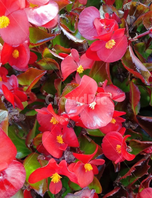꽃,flower,plant,blossom,식물,geranium,제라늄,식물,자연,plants,nature