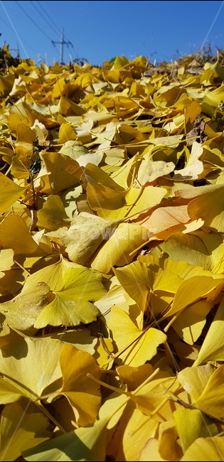 은행,낙엽,단풍,가을,노랑,감성,계절,나뭇,식물,잎,가을,계절,fall,autumn,season,plant,leaf