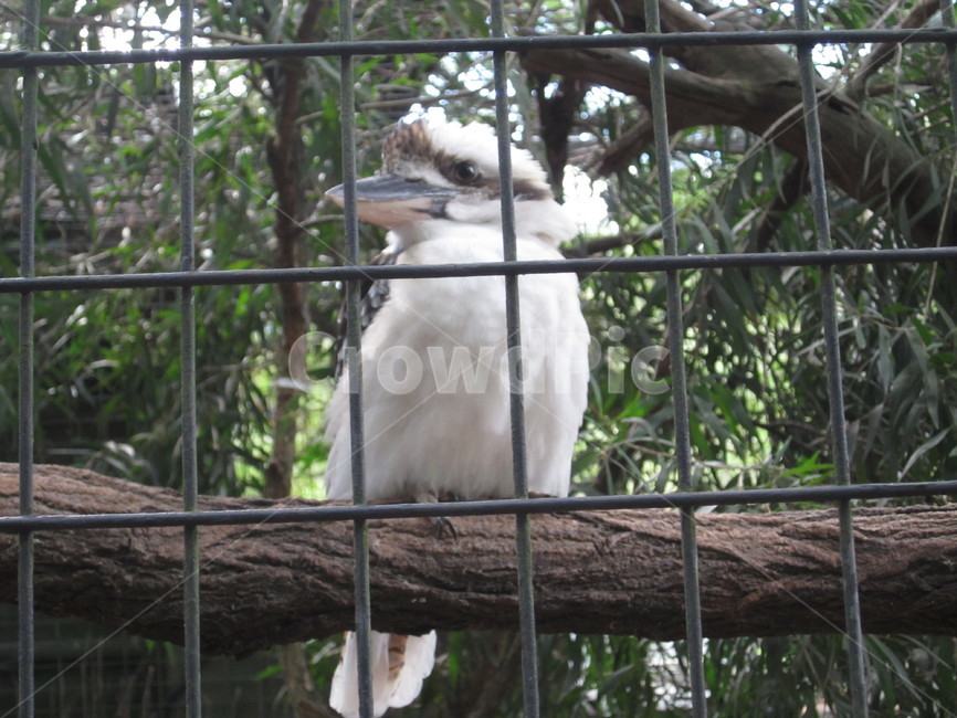 zoo,동물원,새,나무,동물,조류