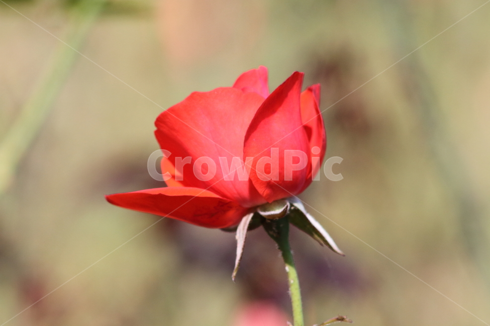 장미,꽃,식물,정원수,rose,식물,자연,plants,nature,꽃,flower