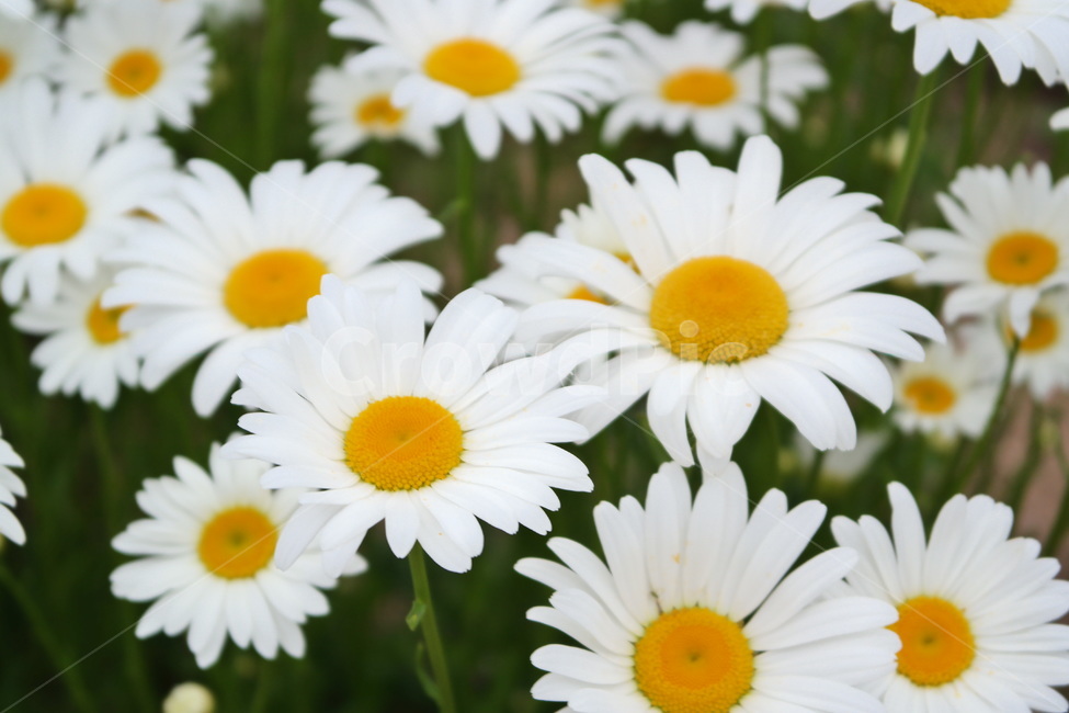 마가렛,마거리트,꽃,marguerite,감성,white,yellow,blossom,flower,꽃밭,자연,식물,plant,만개,국화과,식물,자연,plants,nature,꽃,flower